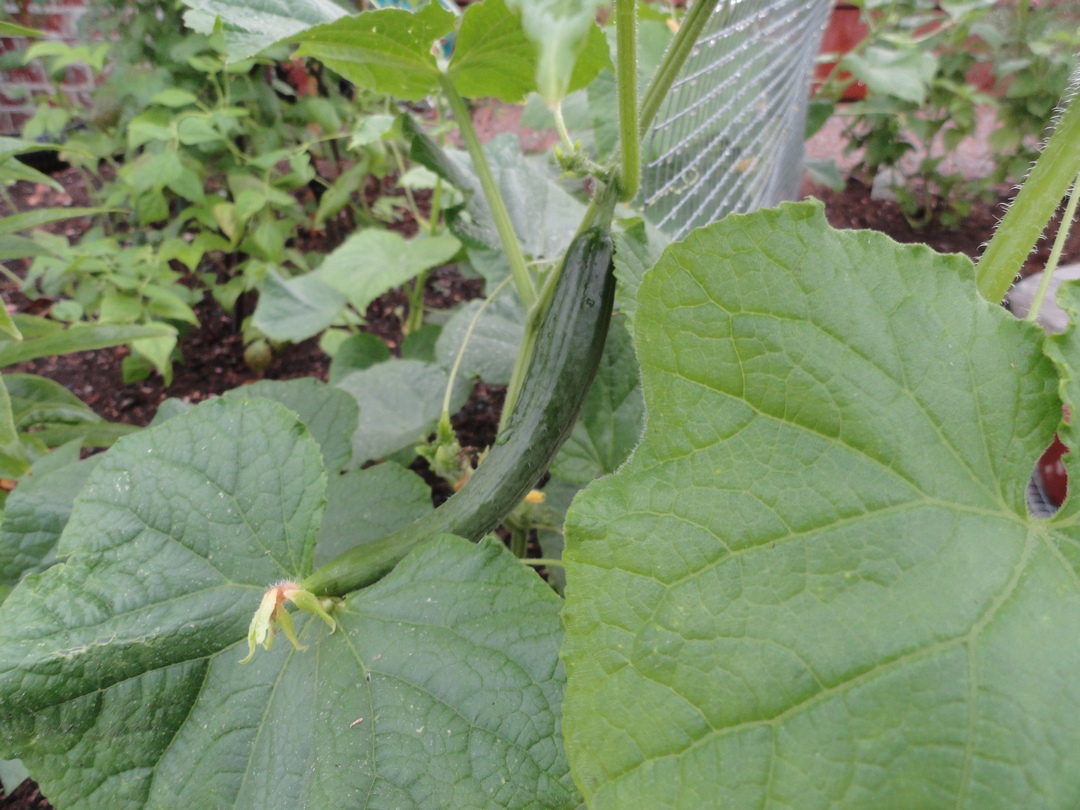 Garden of Aaron Close Up 1 Japanese Cucumbers, Southern Delight