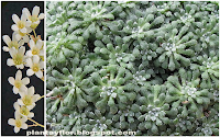 Saxifraga cochlearis