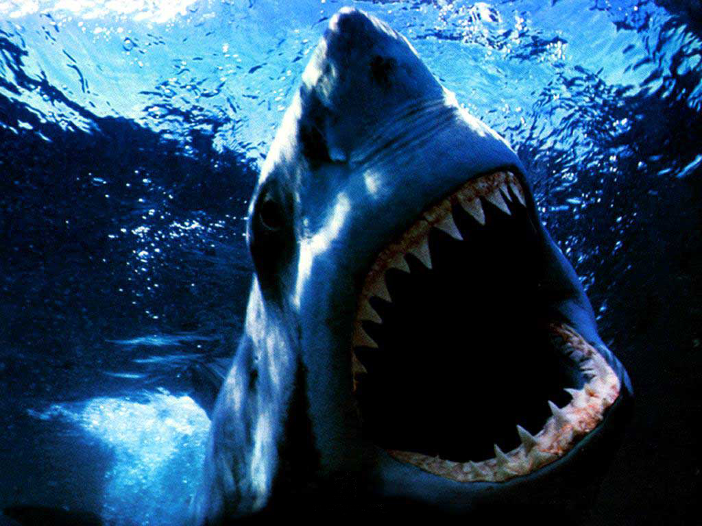 http://3.bp.blogspot.com/-IebZYfmBg3E/Tjbh3PS_dDI/AAAAAAAAASU/J6fDDYBUtrE/s1600/Jaws+4.jpg