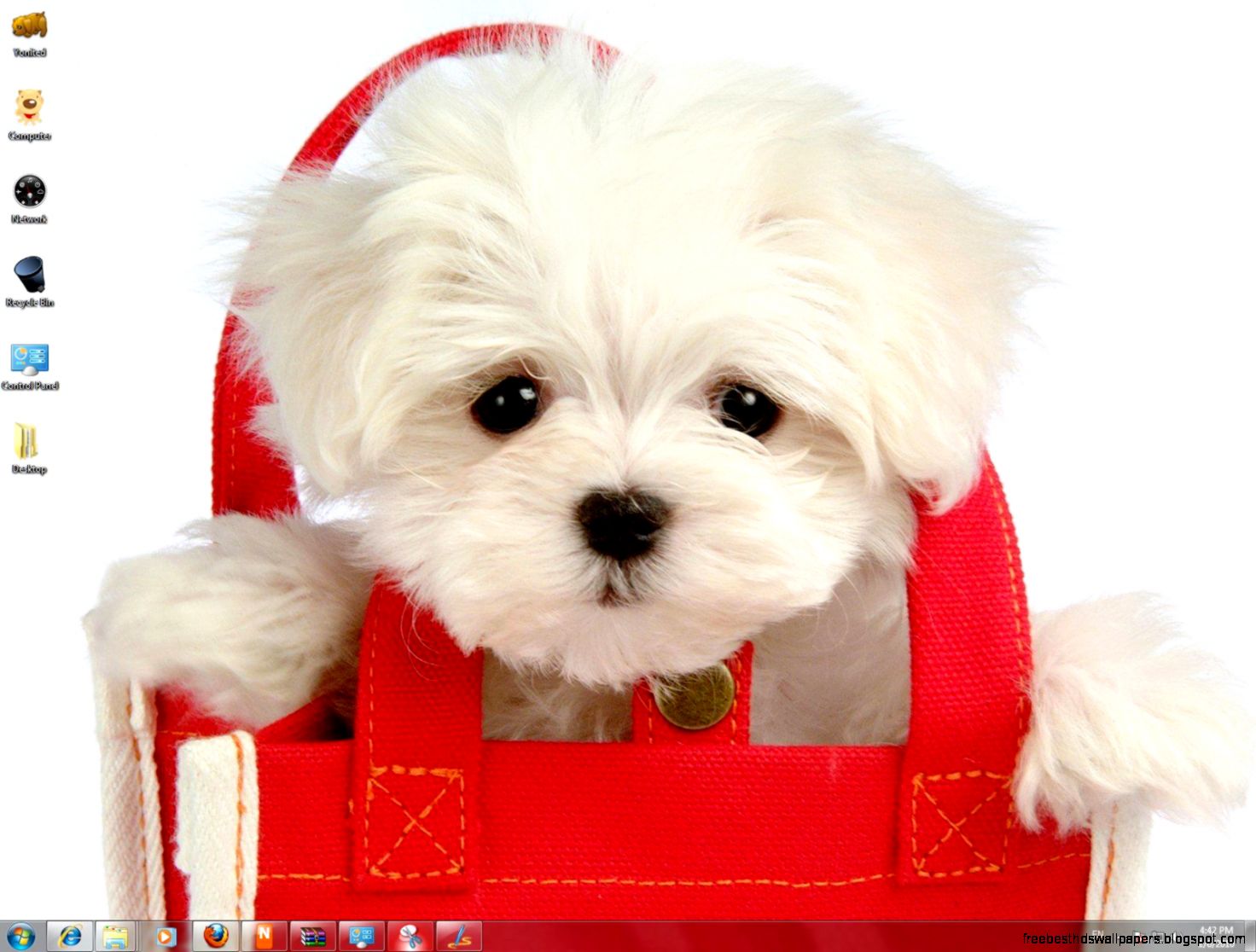 Cute Maltese Puppy Cute Maltese Puppy