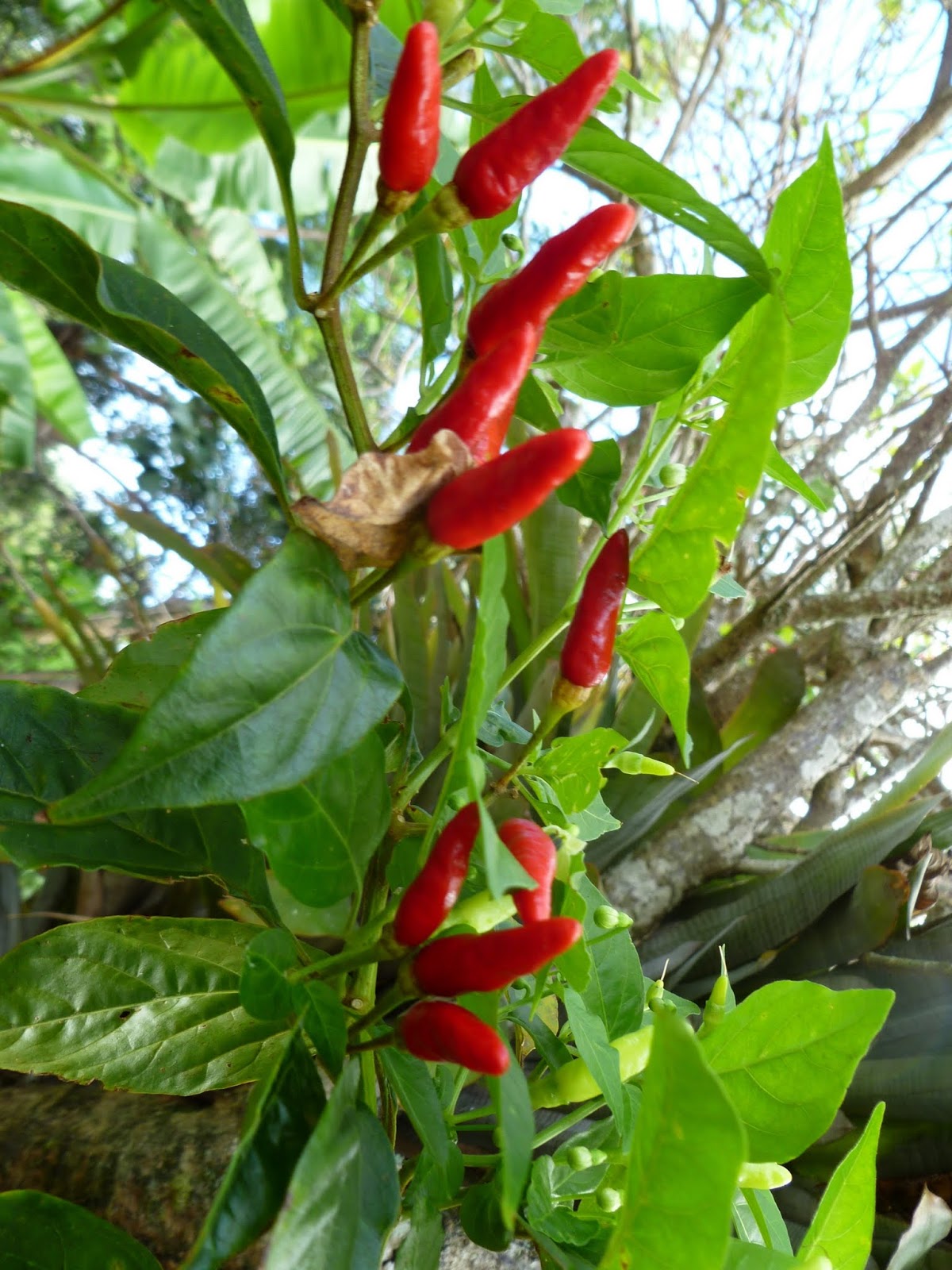 Maui Jungalow Teeny Red Hawaiian Chili Peppers