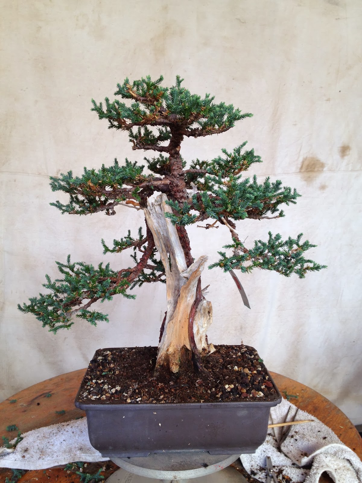 Bonsai Tree 22 Astonishing Buxus Harlandii Bonsai Photos