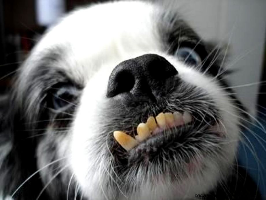 funny pet1 funny pet1