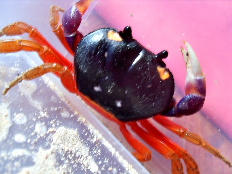 My Adventure with Halloween Moon Crabs Fresh Molts and False Bottoms