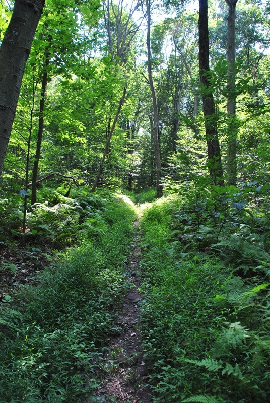 Southeastern PA Hiking Coventry Woods Preserve
