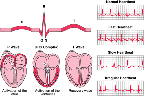 Normal Ecg Waves