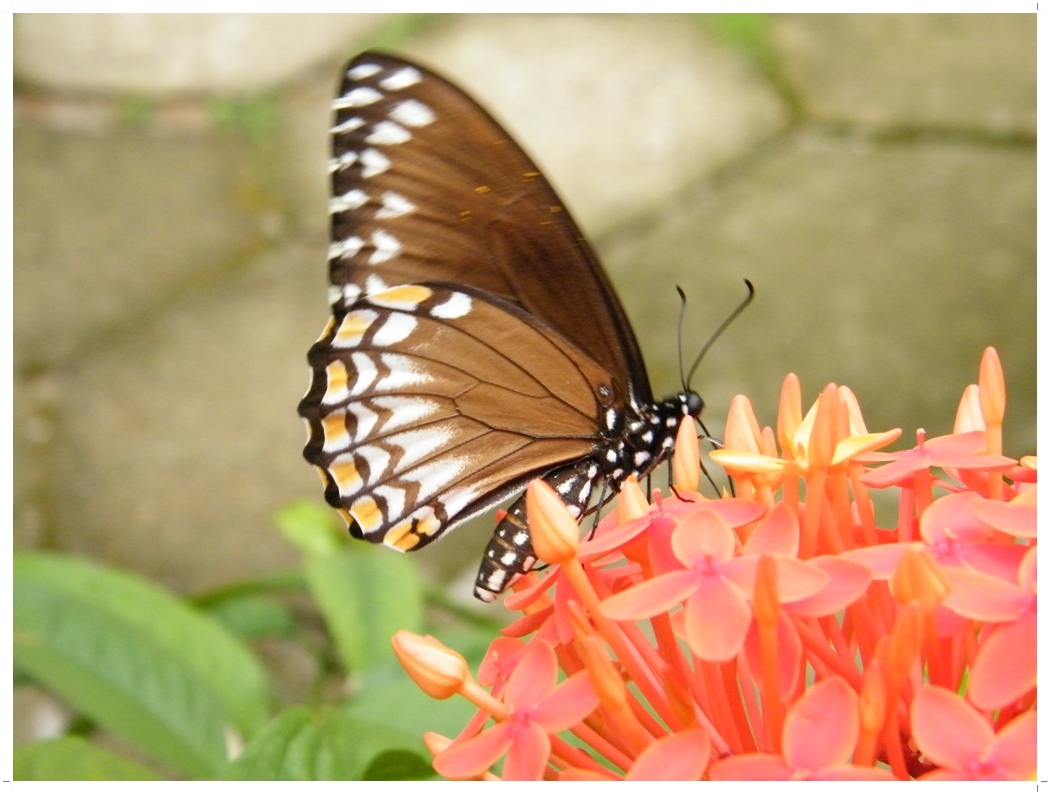 I Express Butterflies...of Kerala 2