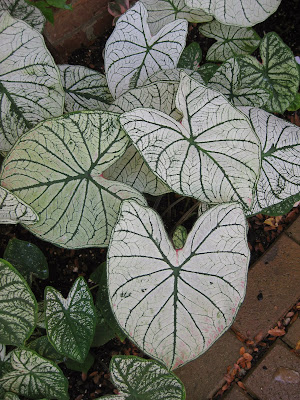 The Practical Plant Geek