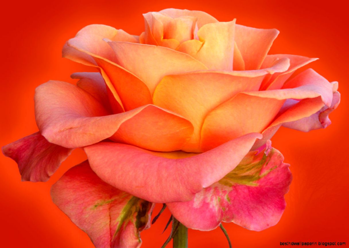 rose flower hd wallpaper Free wallpapers rose flower hd wallpaper Free wallpapers