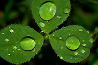 beautiful dew drops on clover leaf