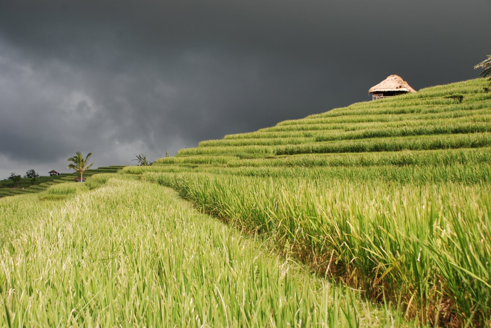 bali voyager autrement à la rencontre de la nature et des peuples
