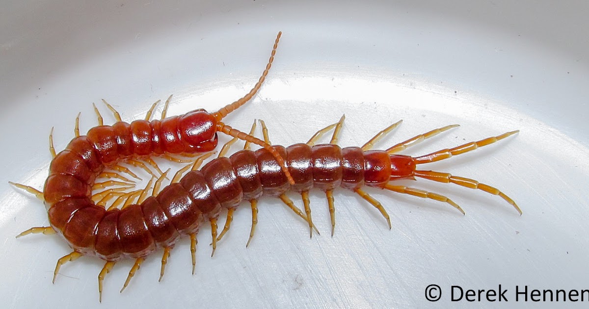 Normal Biology December's Centipede
