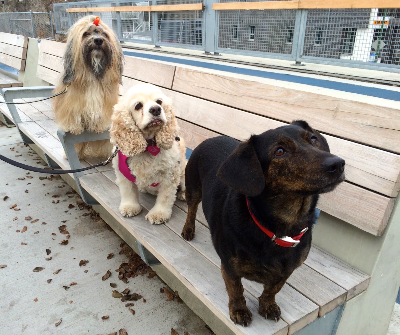 To Dog With Love Walking With Dogs on The 606, Bloomingdale Trail