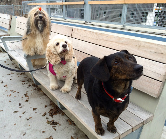 To Dog With Love Walking With Dogs on The 606, Bloomingdale Trail