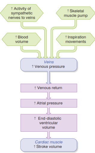 venous return
