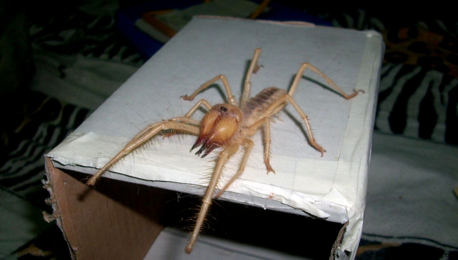 Solifugae HD desktop wallpaper Widescreen High Definition Solifugae HD desktop wallpaper Widescreen High Definition