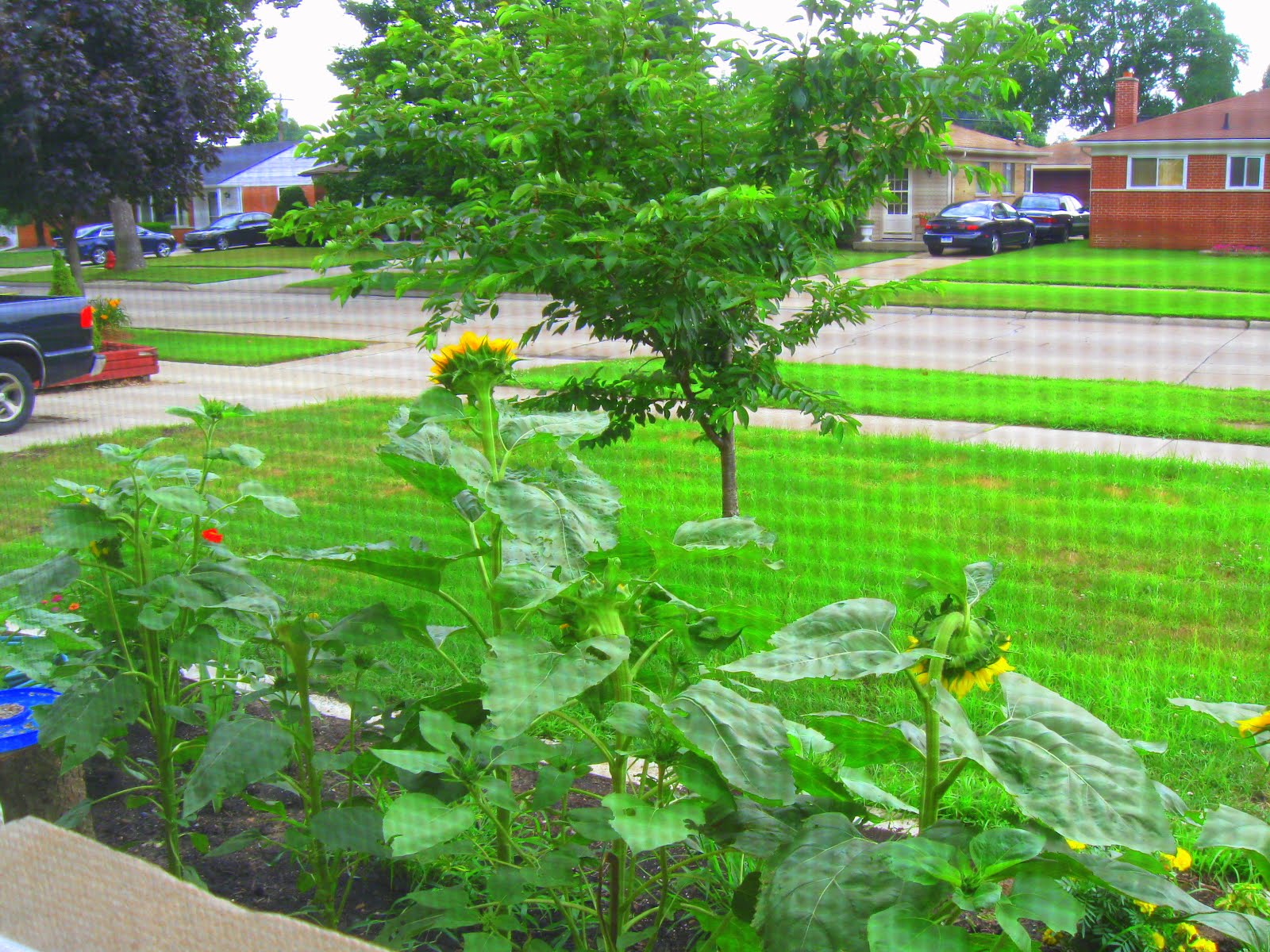 My Front Yard Garden (2011) | The Real Myfarm