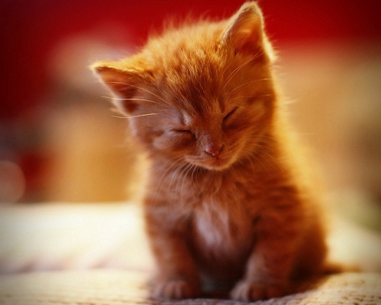 cute cat wallpaper hd cat wallpaper