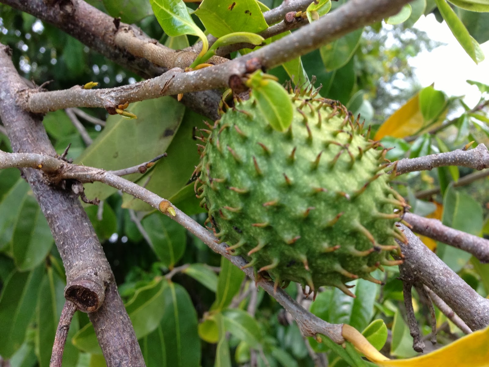 Daleys Fruit Tree Blog Soursop Tree for Sale in Australia