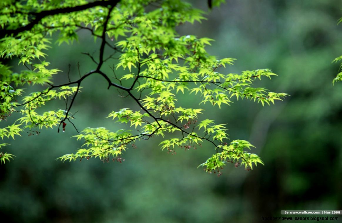 Nature Photography Wallpapers Nature Photography Wallpapers