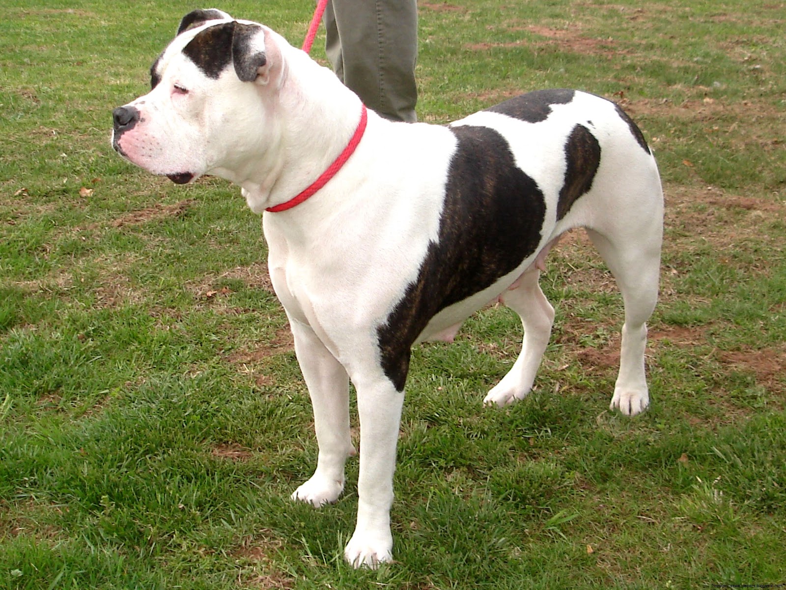 American Bulldog Breed American Bulldog Breed
