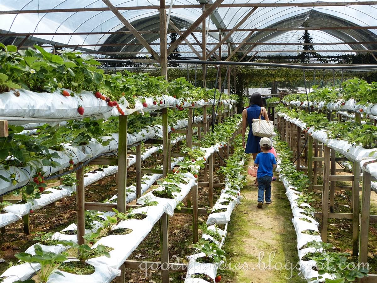 GoodyFoodies Genting Strawberry Leisure Farm, Gohtong Jaya, Genting Highlands