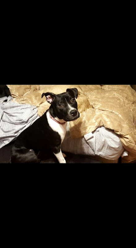 Lost and Found Pets near Lake Elmo MN 55042 Lost and Found Pets near Lake Elmo MN 55042