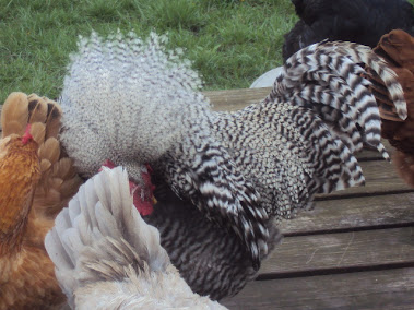 Mr. Waddles Cleaning Himself ('cauna Rooster from last year)