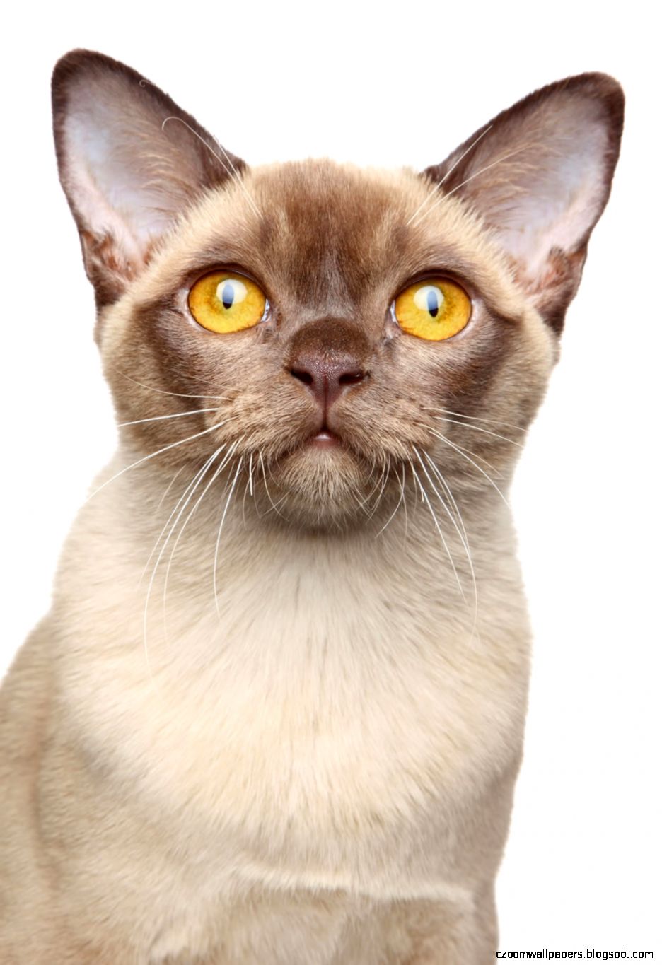 Cat Species Pictures All Wallpapers New Cat Species Pictures All Wallpapers New