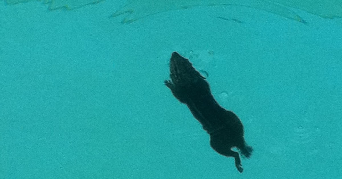 Rob and Lori What would you do if a chipmunk was drowning in your pool?