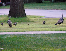 some mom turkeys with their brood