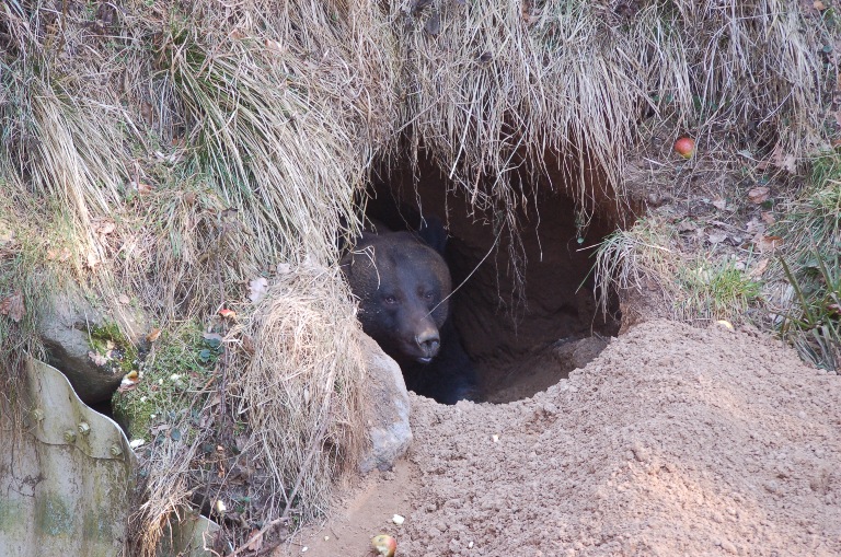Meine Arbeit mit Braunbären im Bärenwald: Mascha schaut aus der Höhle