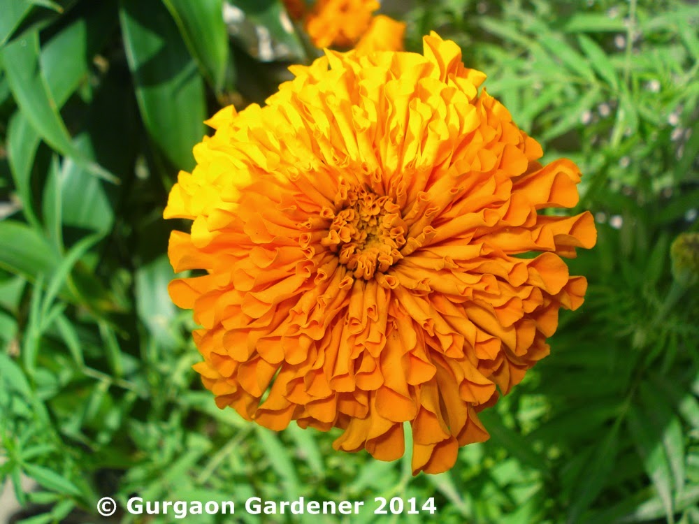 Gurgaon Gardener Marigold, African Marigold, French Marigold, Genda
