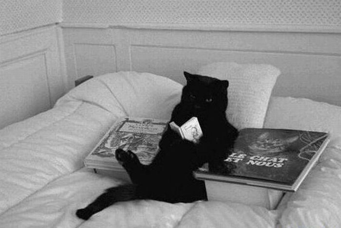 Foto de gato leyendo