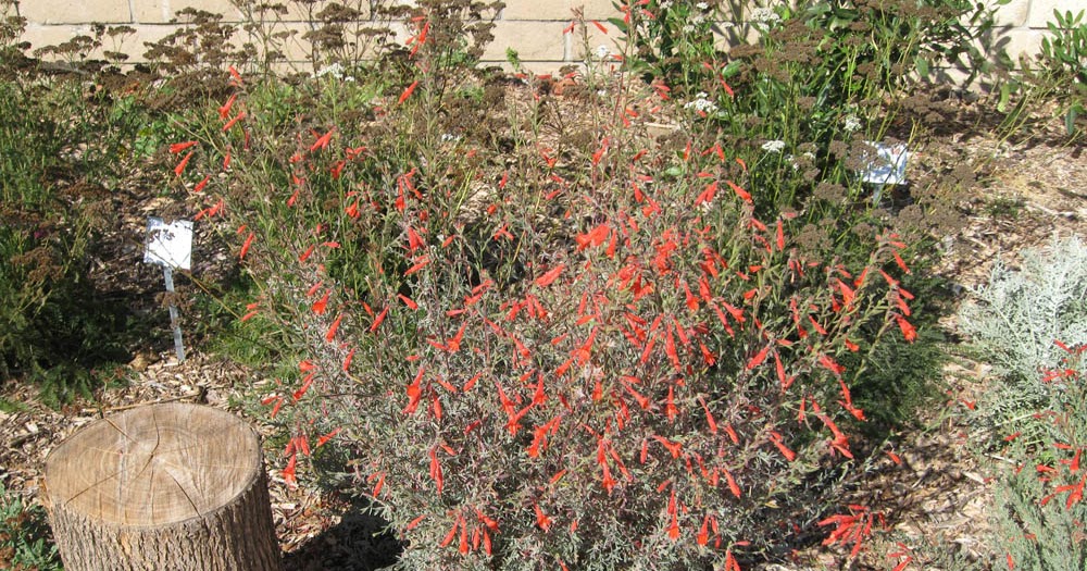 Mother Nature�s Backyard A Waterwise Garden Plant of