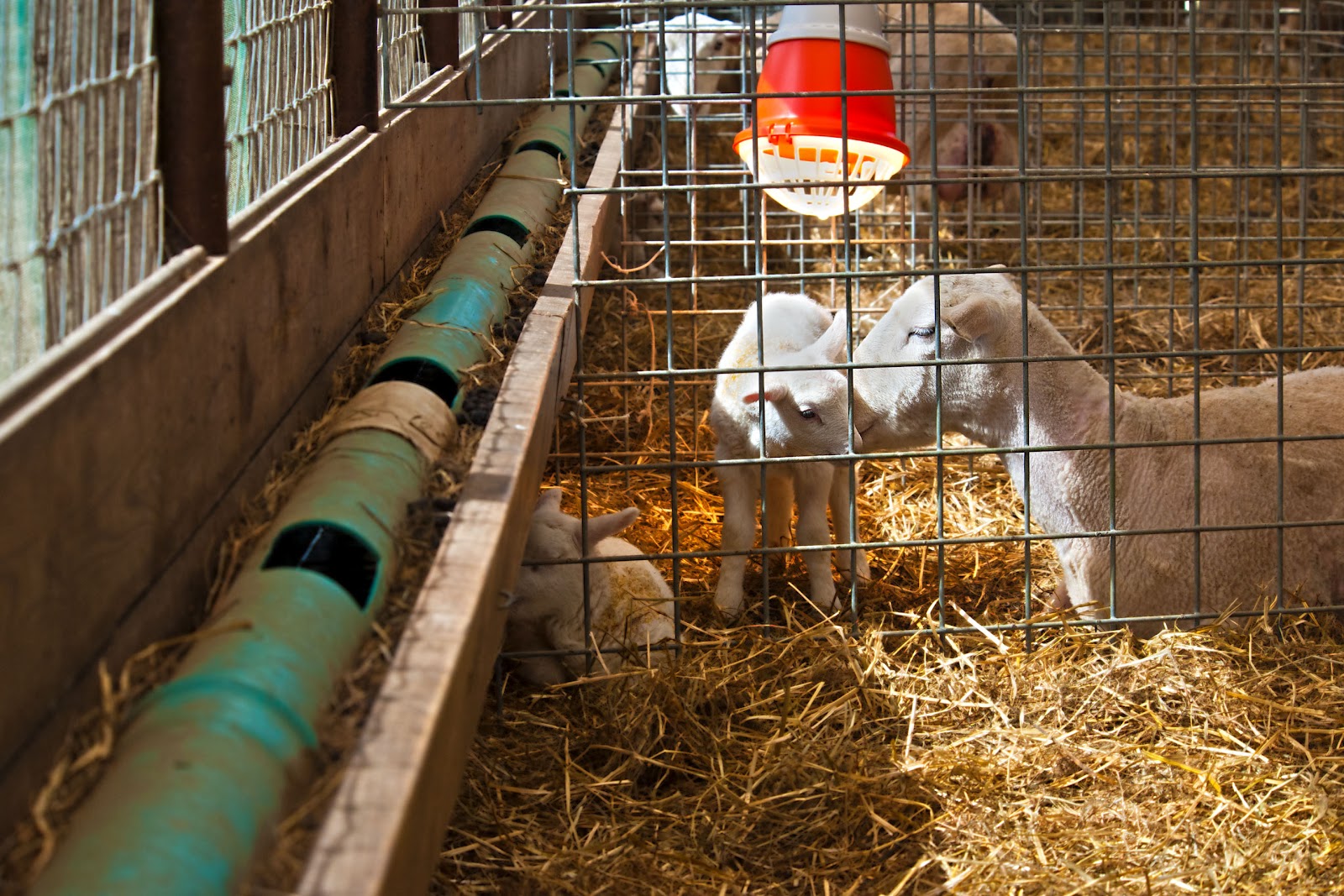 Premier Farm Diary Lambing Jug Basics