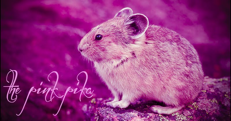 the pink pika