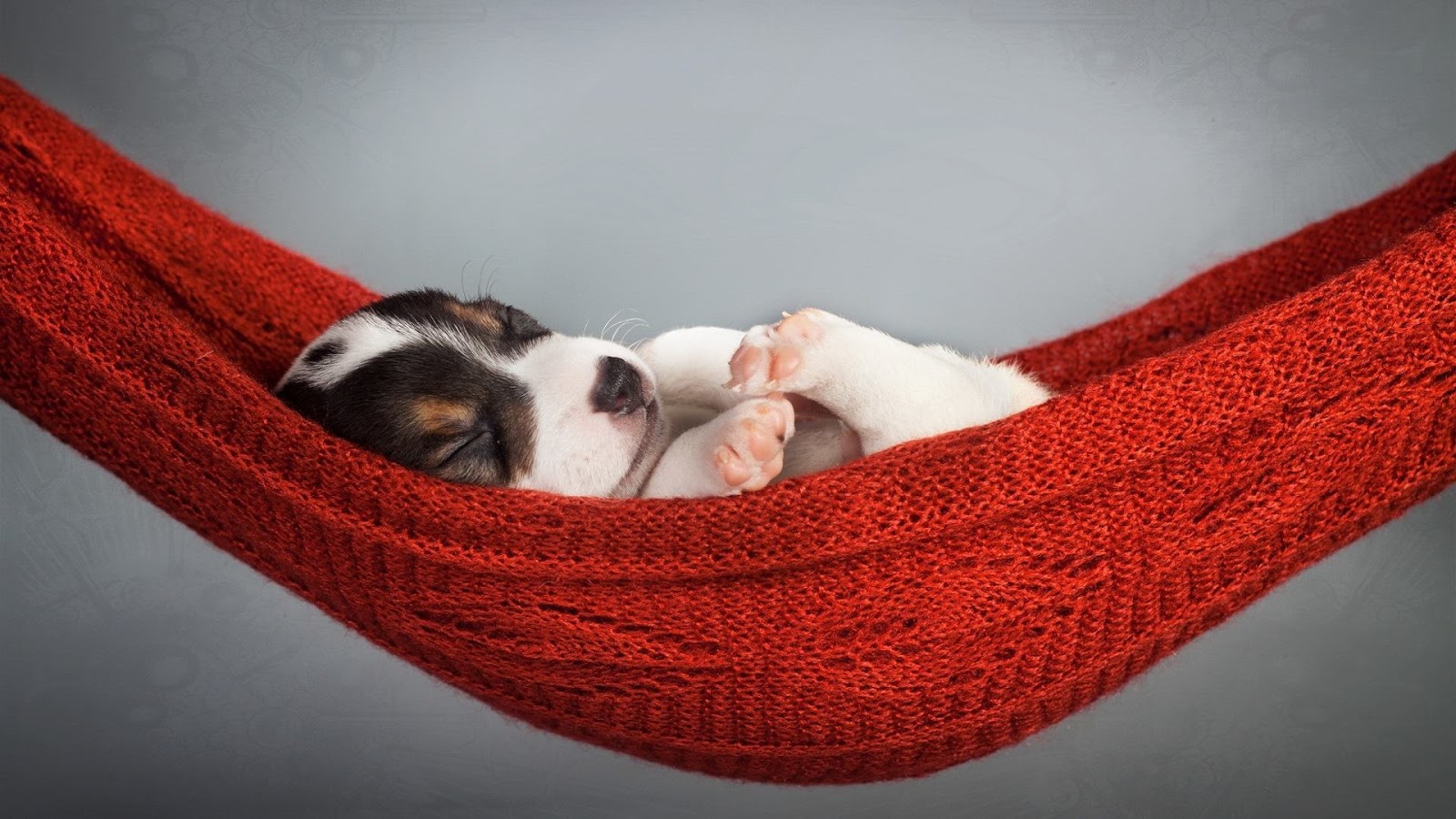 Puppy Proofing Getting your Home Ready Australian Dog Lover