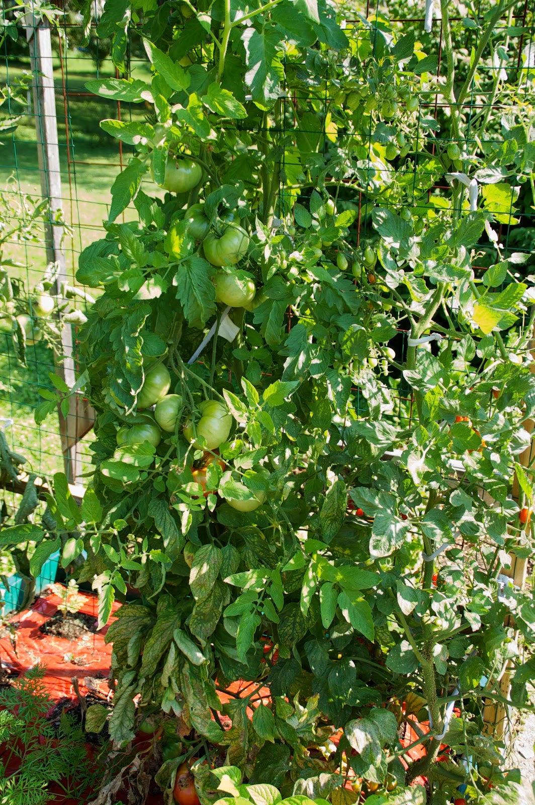 Photography Damentions Mortgage Lifter Harvest Savored