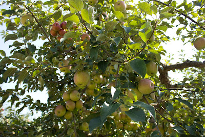 apple+orchard - Apple Orchard Photoshoot