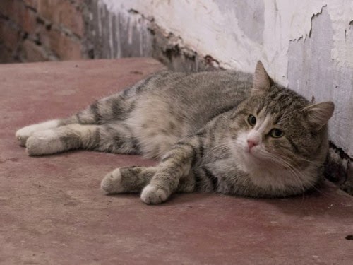 Эрмитаж раздает котов в добрые руки Эрмитаж раздает котов в добрые руки