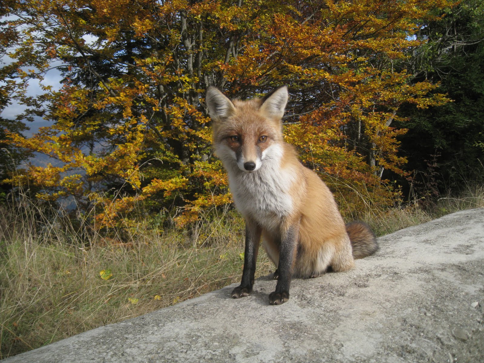 Sinaia, 2015