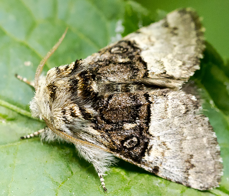Nut-tree Tussock, Colacasia coryli forma medionigra. Noctuidae. Moth trap at Sevenoaks Wildlife Reserve, 27 April 2014. No flash. Nut-tree Tussock, Colacasia coryli forma medionigra. Noctuidae. Moth trap at Sevenoaks Wildlife Reserve, 27 April 2014. No flash.