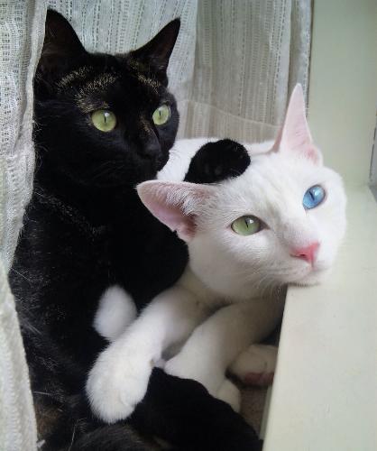 odd-eyed cats, cat with different colored eyes