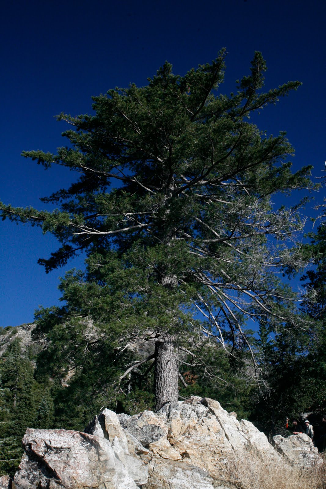 Tree Identification Pinus lambertiana Sugar Pine