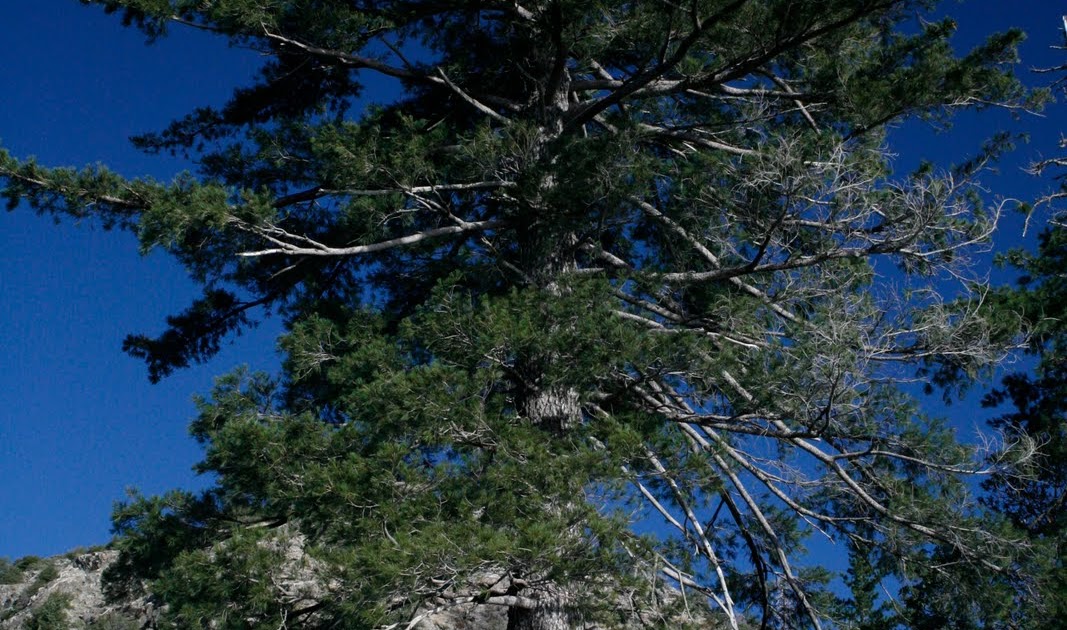Tree Identification Pinus lambertiana Sugar Pine