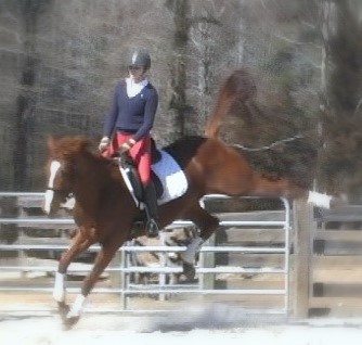 The Red Mare: a Dressage Training Blog