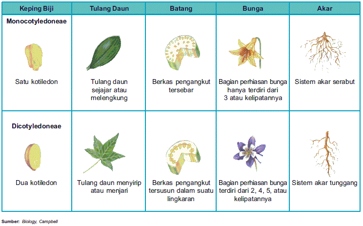 Contoh Tanaman Monokotil