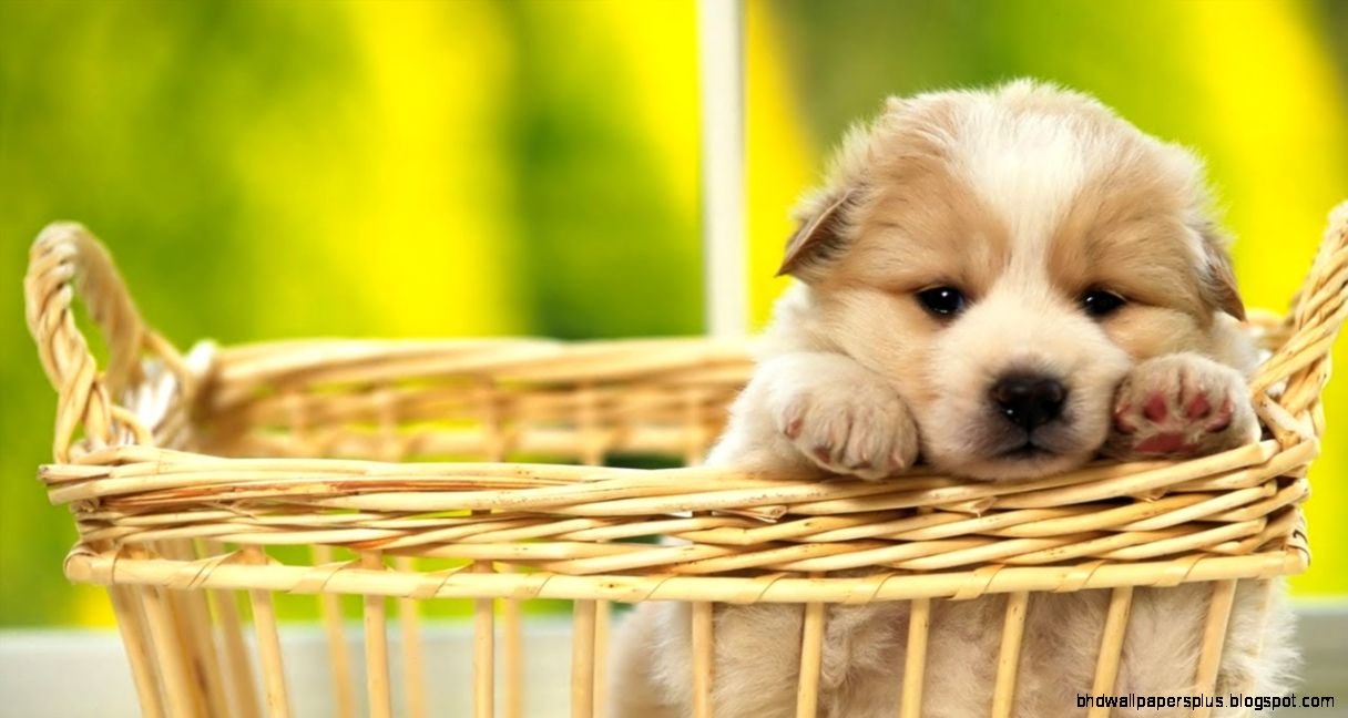 Cute Puppy Cute Puppy and Funny Puppy Videos YouTube Cute Puppy Cute Puppy and Funny Puppy Videos YouTube