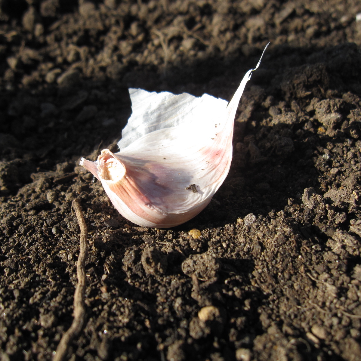 An Austin Homestead Planting Garlic in Oregon